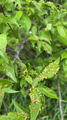 Eriophyes emarginatae