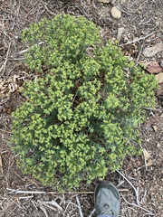 Euphorbia schizoloba