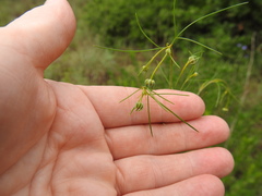 Thelesperma flavodiscum