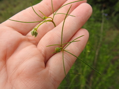 Thelesperma flavodiscum