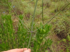 Thelesperma flavodiscum