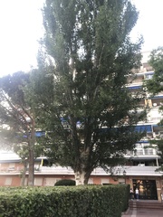 Populus alba