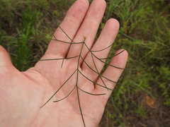 Thelesperma flavodiscum