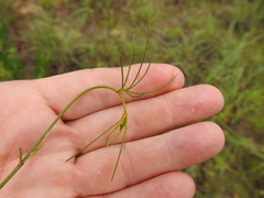 Thelesperma flavodiscum