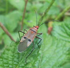Dysdercus superstitiosus