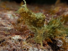 Stylocheilus polyomma