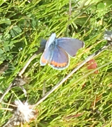 iNaturalist observation photo of Acmon Blue