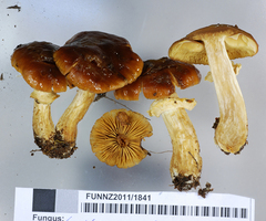 Cortinarius subcastanellus