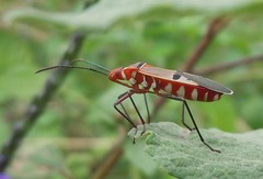 Dysdercus superstitiosus