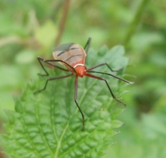 Dysdercus superstitiosus