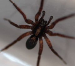 Varacosa