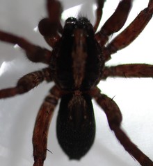 Varacosa