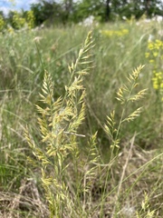 Festuca rupicola