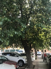 Morus alba