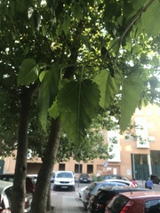 Morus alba