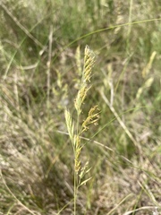 Festuca rupicola