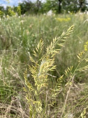Festuca rupicola