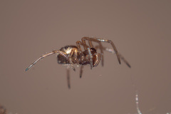 Linyphiidae