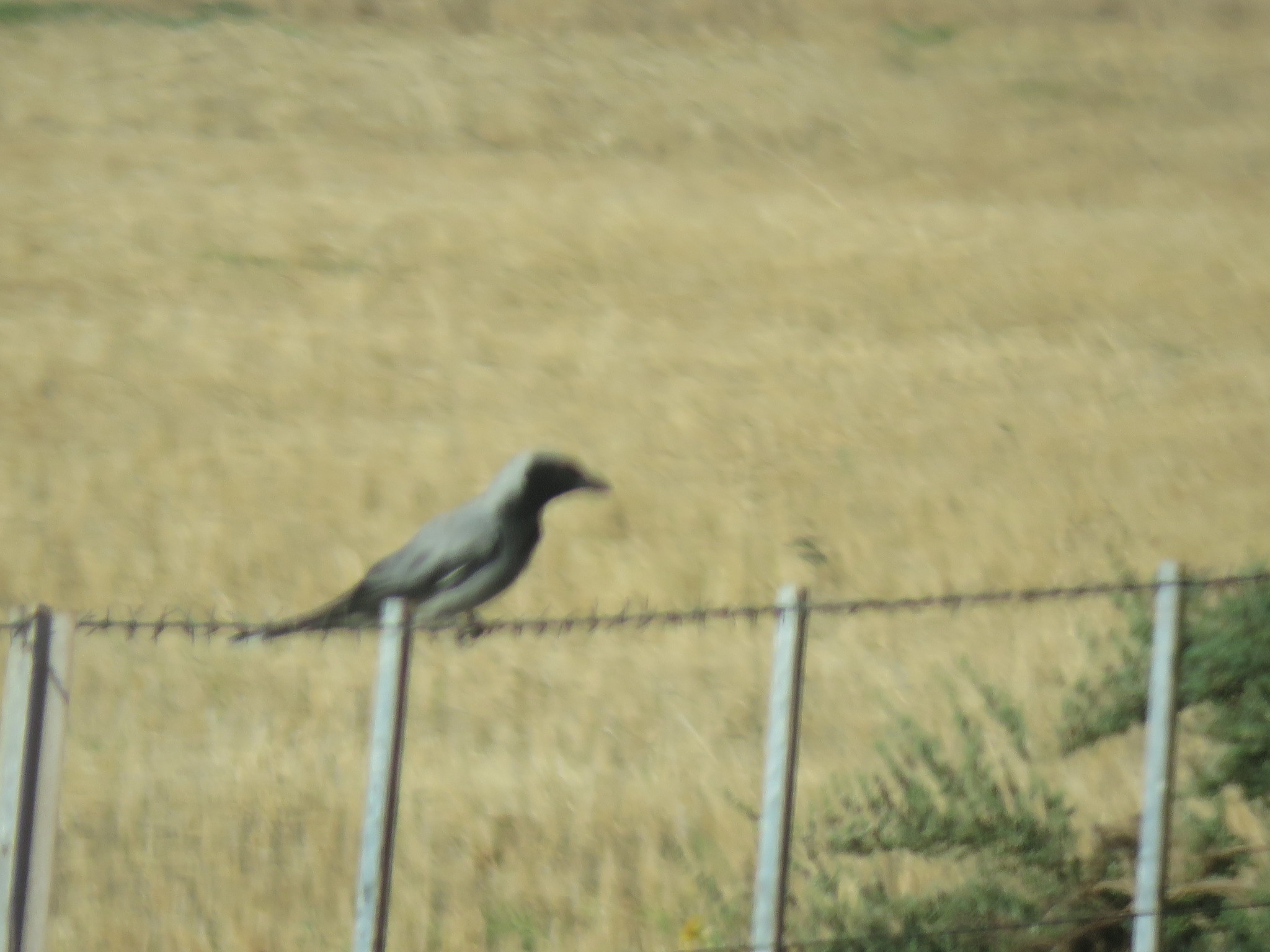 Black-faced Cuckooshrike