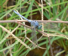 Orthetrum brachiale