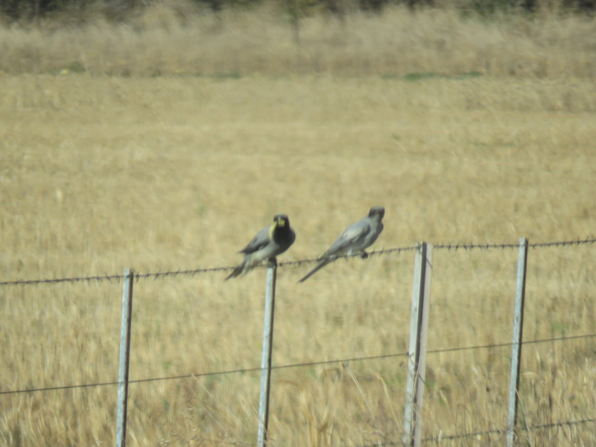 Black-faced Cuckooshrike