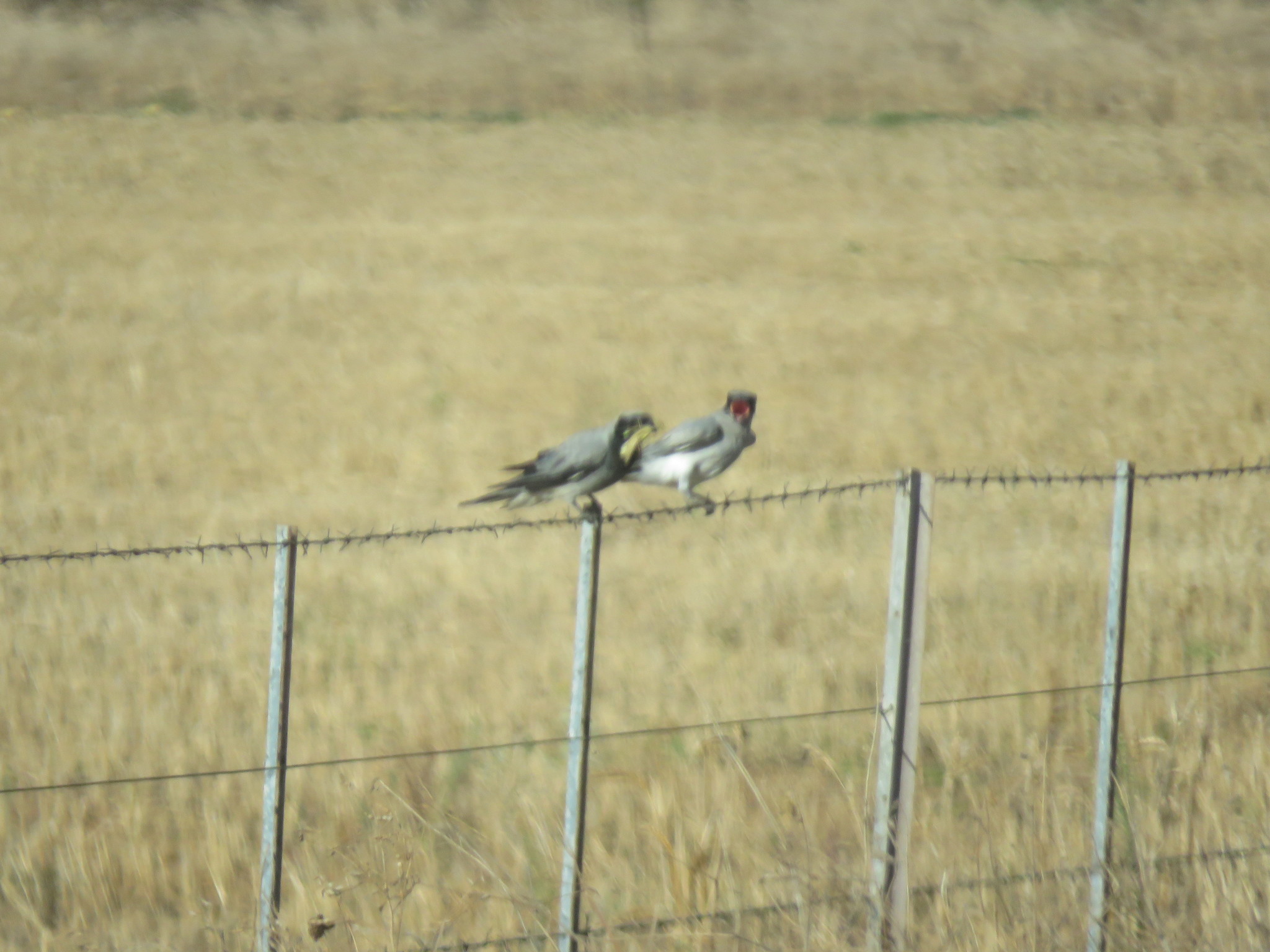 Black-faced Cuckooshrike
