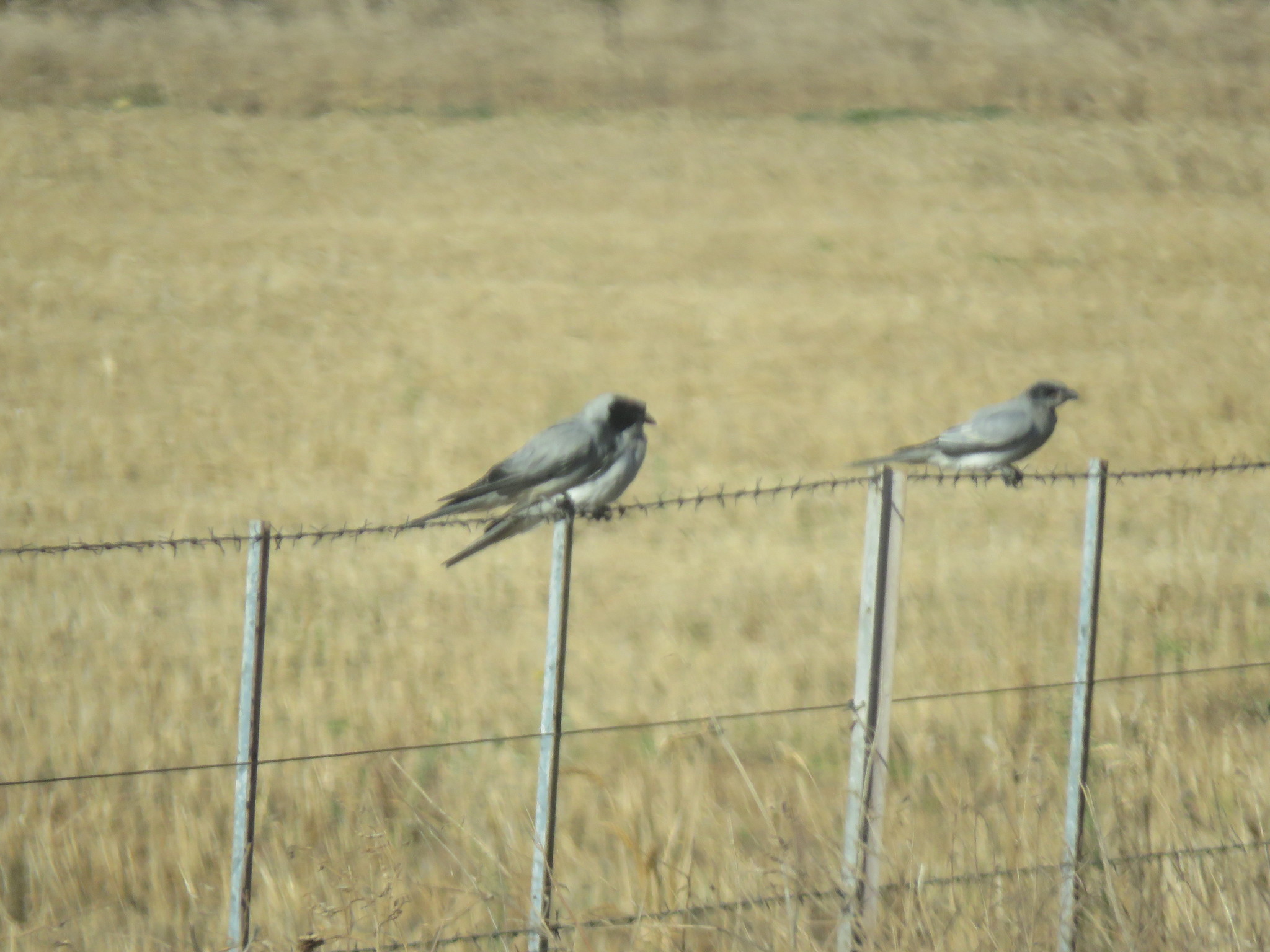 Black-faced Cuckooshrike