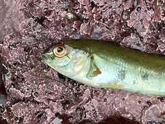 Hexagrammos lagocephalus