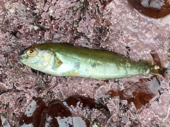 Hexagrammos lagocephalus