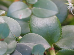 Crassula sarmentosa