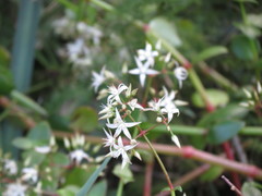 Crassula sarmentosa
