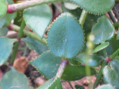 Crassula sarmentosa