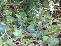Crassula sarmentosa