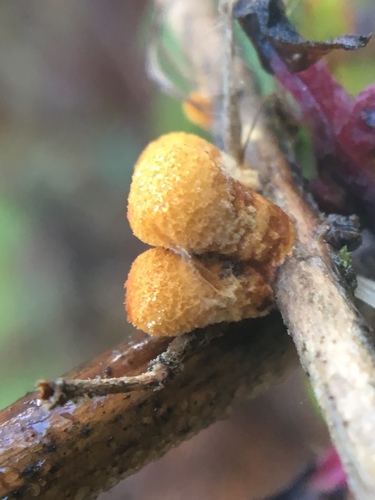 iNaturalist observation photo of common bird's nest fungus