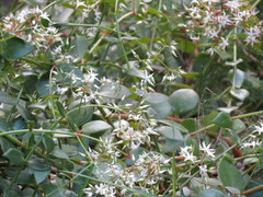 Crassula sarmentosa