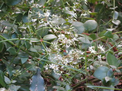 Crassula sarmentosa