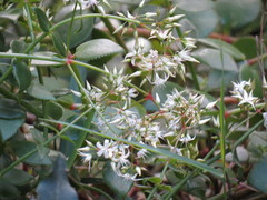 Crassula sarmentosa