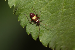 Closterotomus