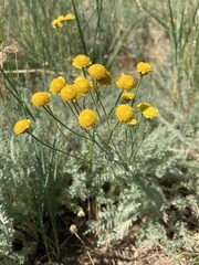 Tanacetum achilleifolium