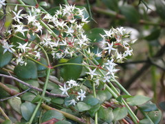 Crassula sarmentosa