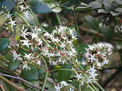 Crassula sarmentosa