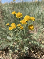 Tanacetum achilleifolium