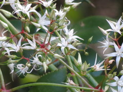 Crassula sarmentosa