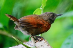 Synallaxis erythrothorax