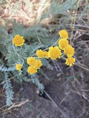 Tanacetum achilleifolium