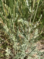 Tanacetum achilleifolium