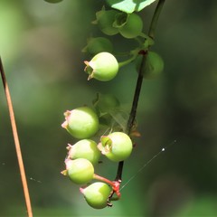 Vaccinium fuscatum image