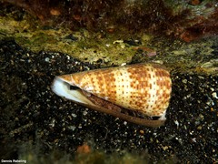 Conus canariensis
