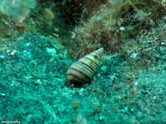 Pyramidella dolabrata