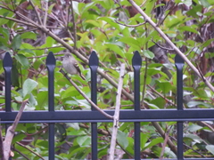 Tyrannidae